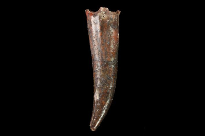 Fossil Fish Fang (Aidachar) - Kem Kem Beds, Morocco #159131